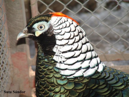 Gyémántfácán kakas